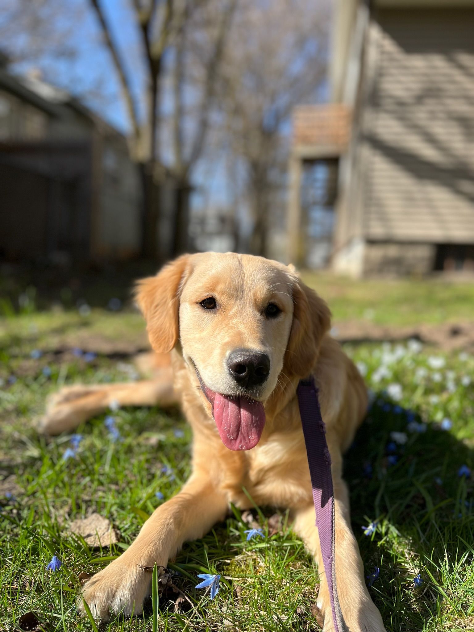 A golden retriever puppy is laying in the grass on a leash.