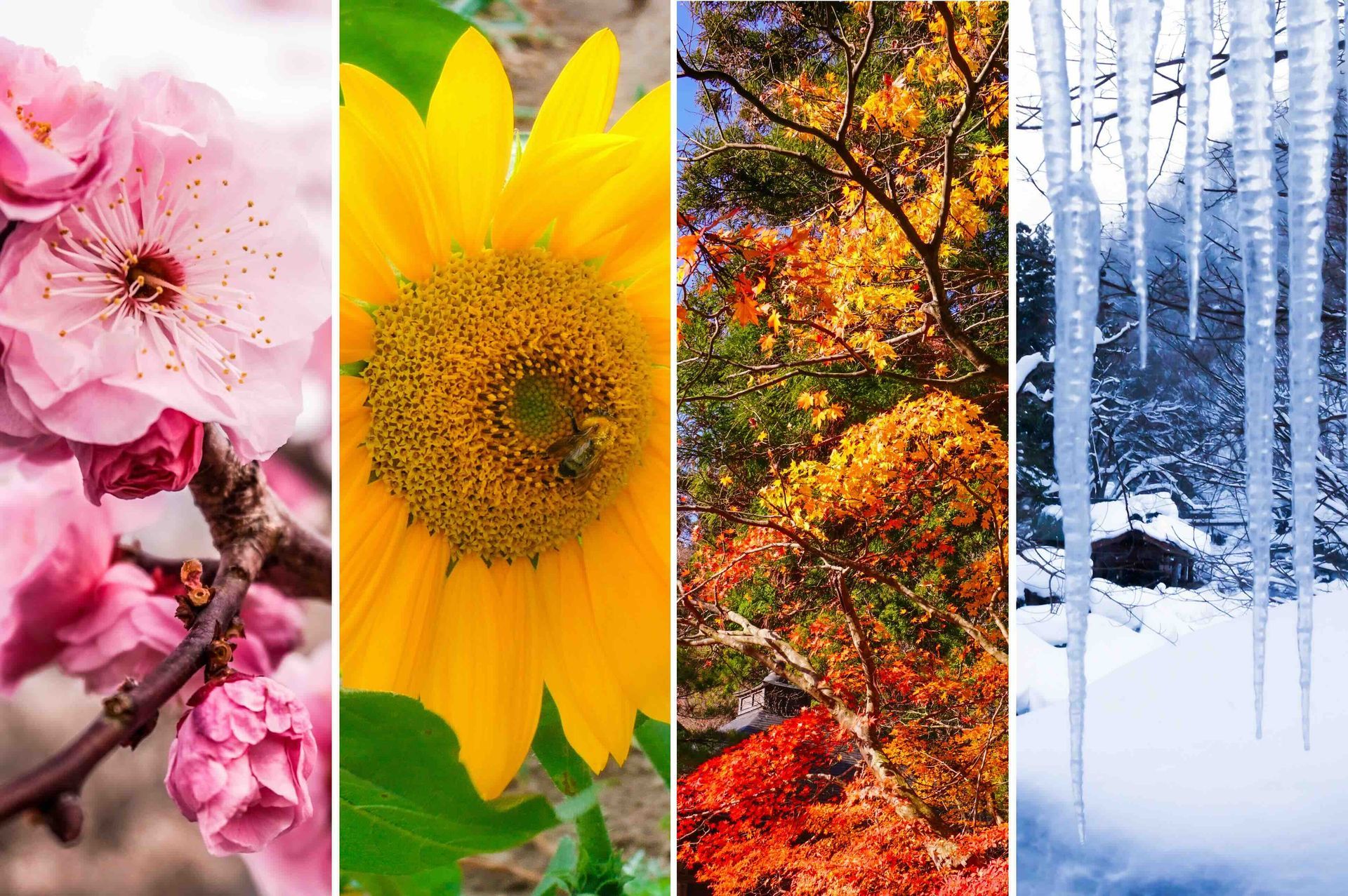 A collage of four pictures of different seasons of the year.