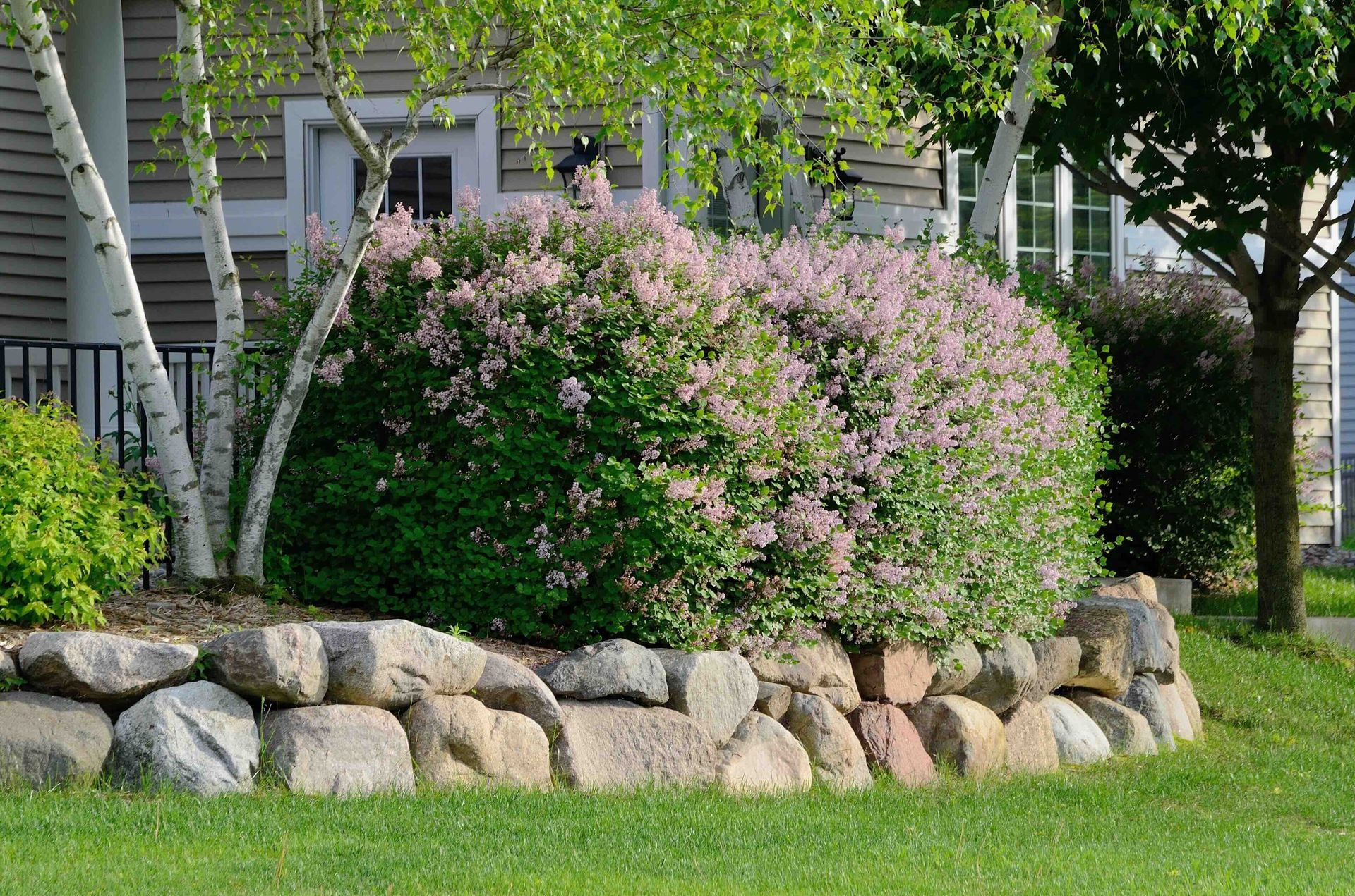 A stone wall surrounds a bush with purple flowers in front of a house.