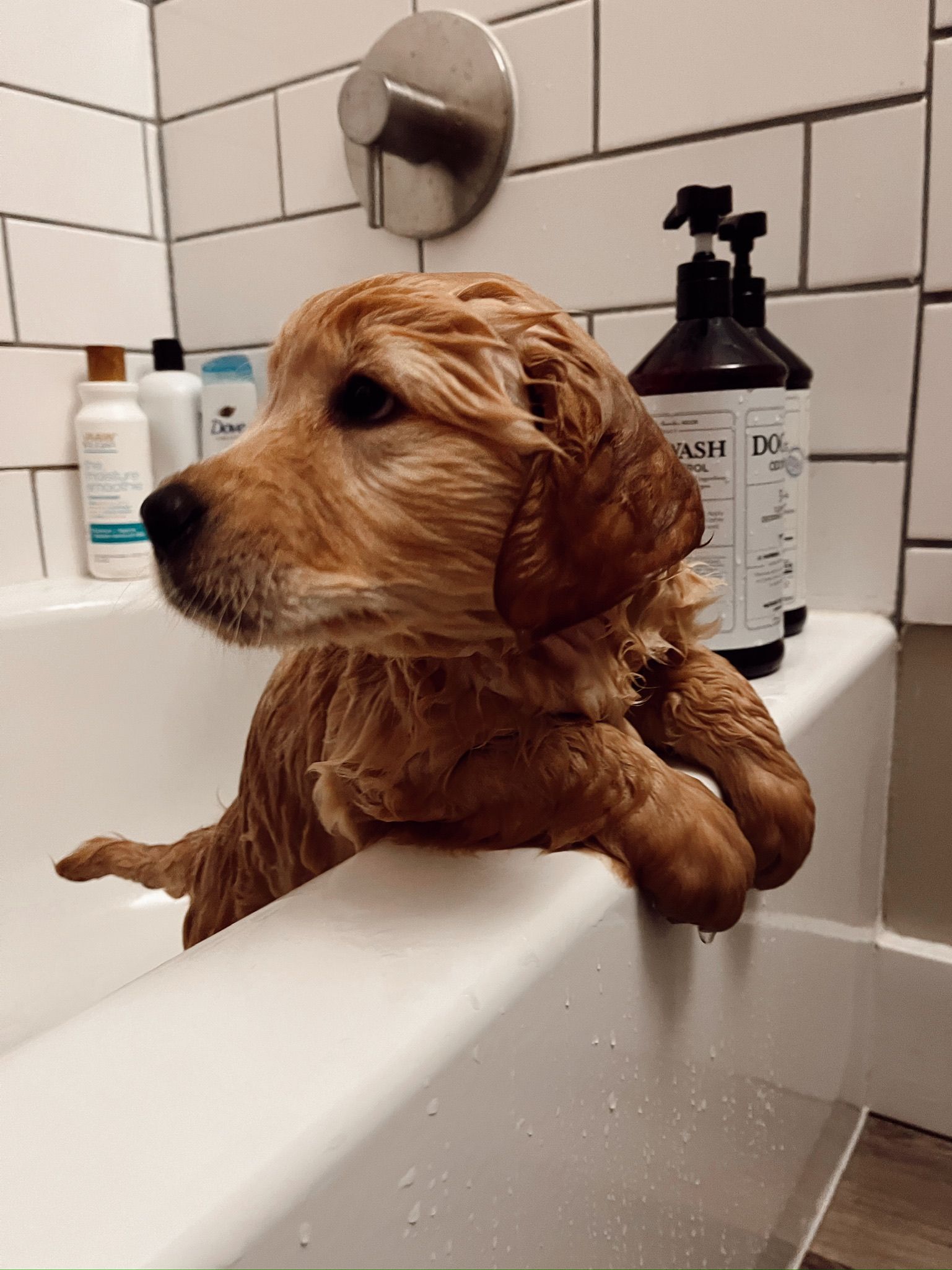 A brown dog is laying in a bathtub with bottles of shampoo in the background