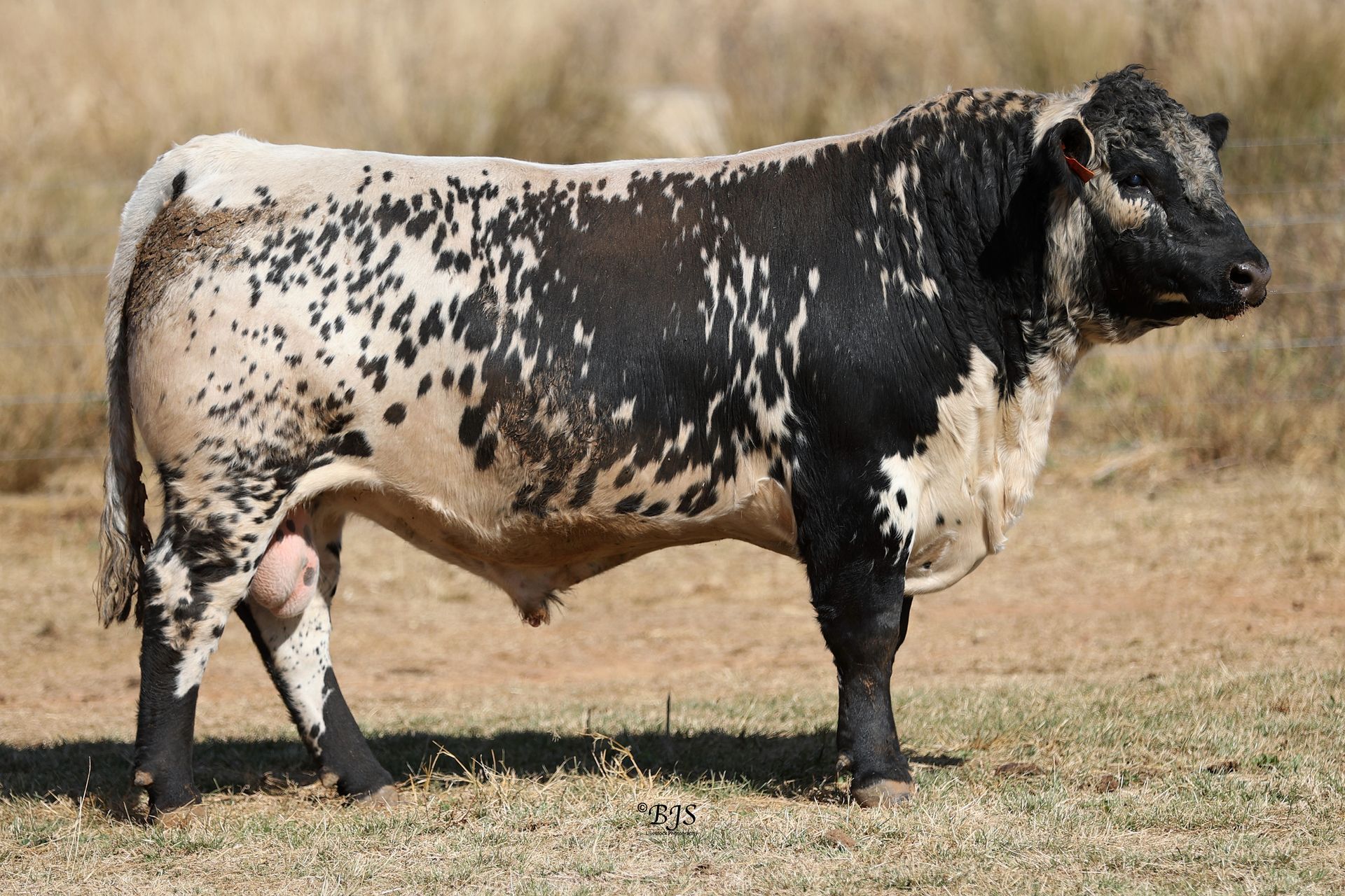 sire