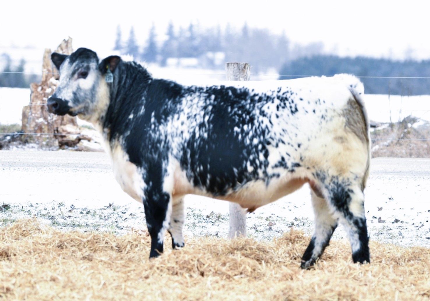 white cow