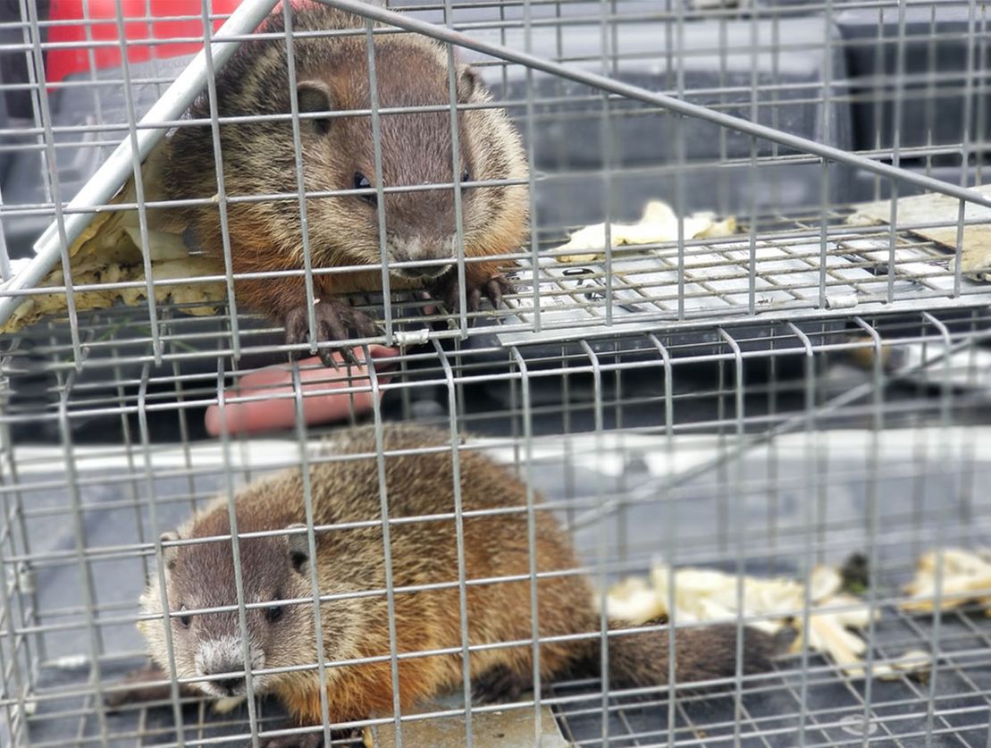 Two brown rodents in a wire cage, one above the other, on a metal shelf.