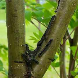 Black caterpillar on a forked green tree branch in a leafy outdoor setting