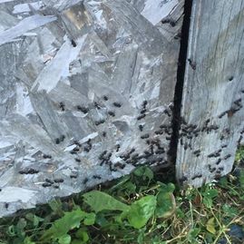 Weathered wooden wall with peeling gray paint and small green plants growing at the base