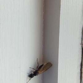 Small black insect with brown wings resting on a white wall corner