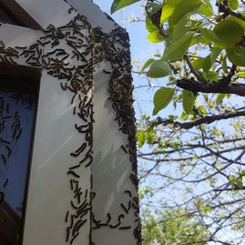 Large swarm of dark bees covering the corner of a white wall near tree branches outdoors