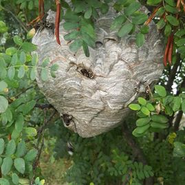 Large gray wasp nest hanging among green tree leaves and red pods