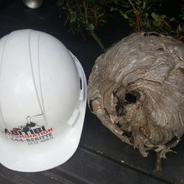 White hard hat beside a large brown paper wasp nest on a dark surface
