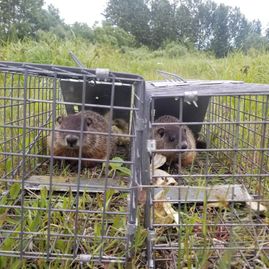 Two raccoons peering out of wire live traps in a grassy field