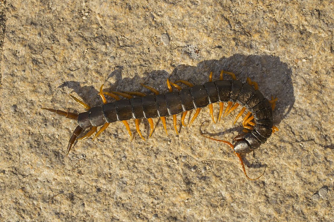 Mille-pattes orange rampant sur une surface de pierre rugueuse