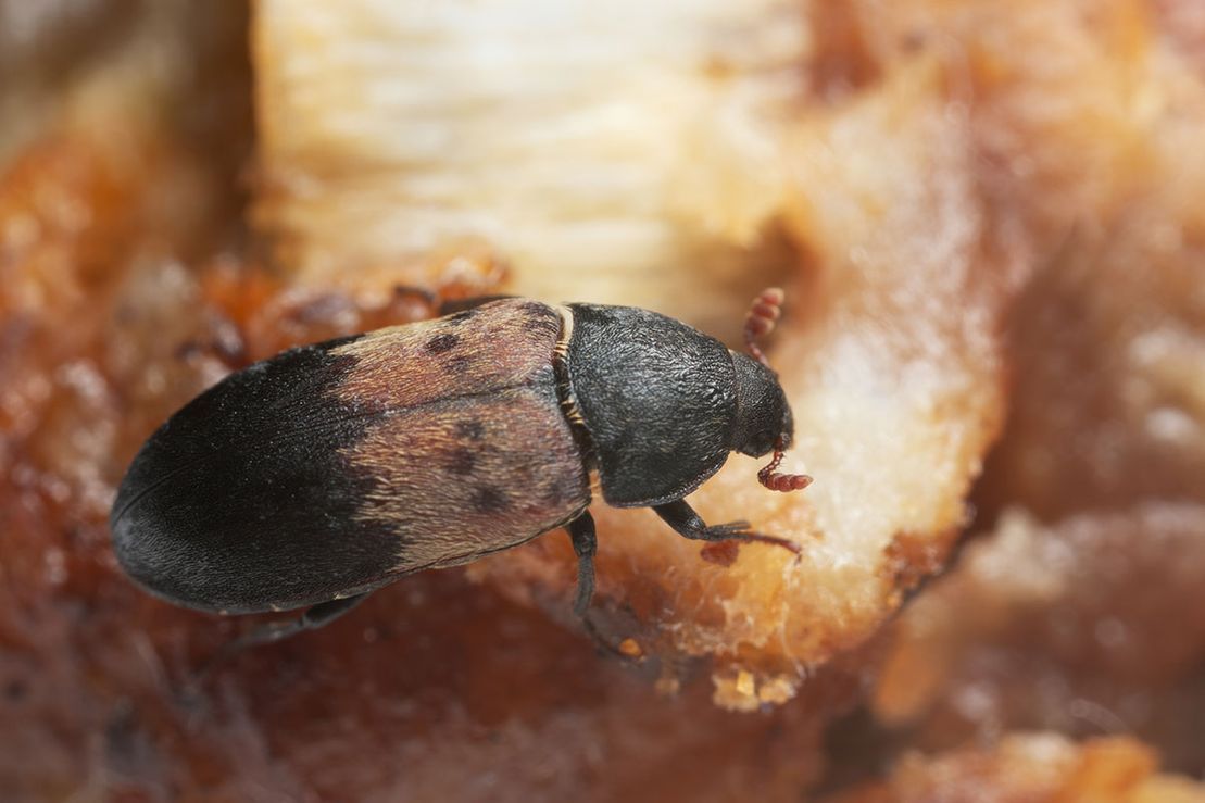 Petit coléoptère sombre sur une surface en bois clair, vu en gros plan.