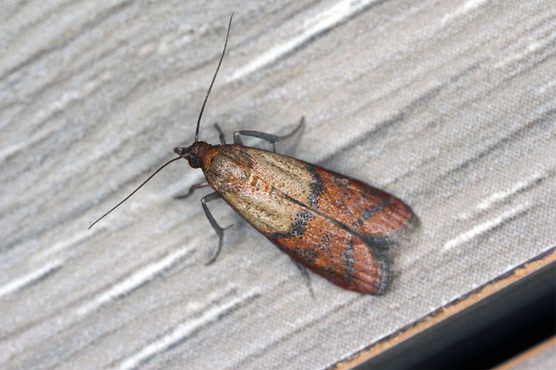 Un petit papillon de nuit brun et orange, aux longues antennes, posé sur une surface en bois.