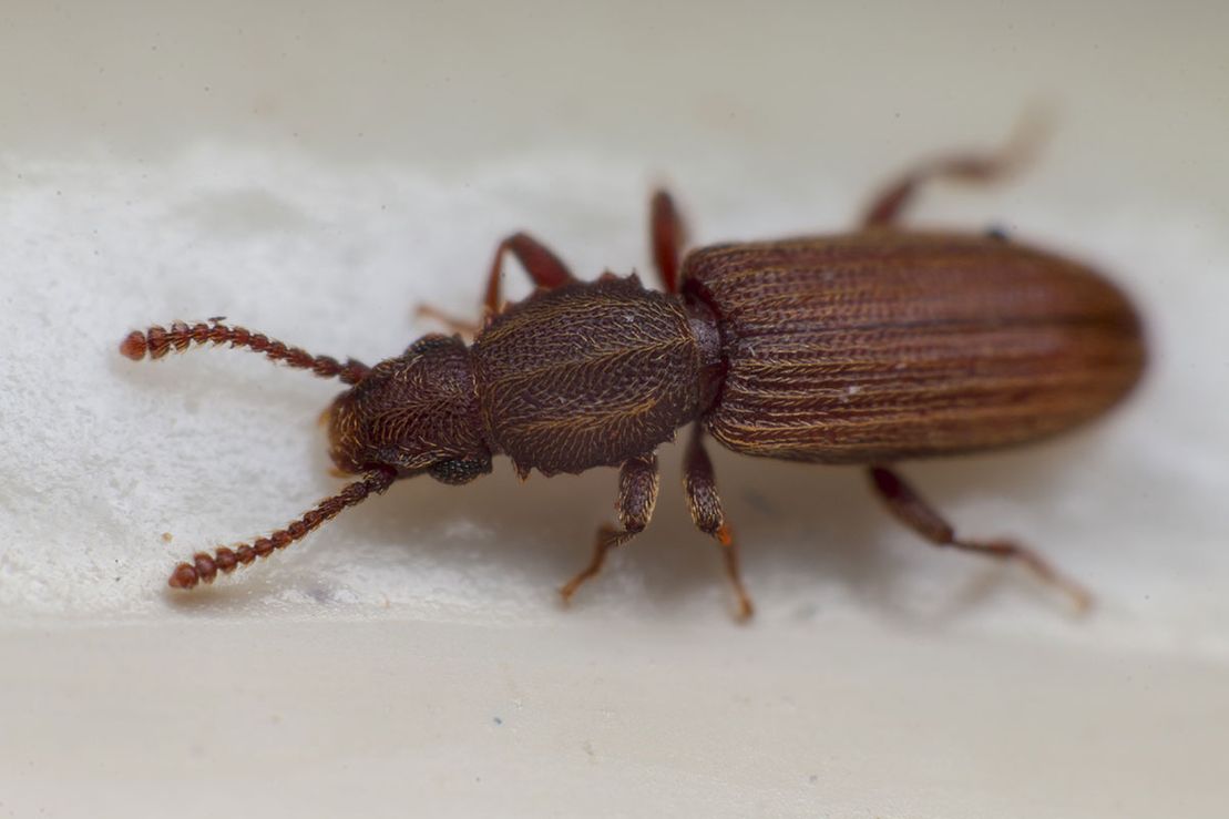 Petit coléoptère brun aux élytres rayées sur une surface blanche