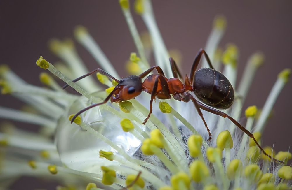 Fourmi sur une fleur blanche à étamines jaunes, gros plan macro