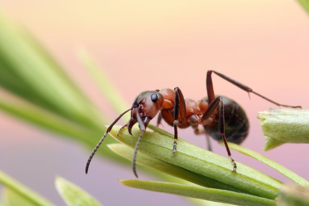 Gros plan d'une fourmi rouge et noire marchant sur un brin d'herbe verte sur un fond rose pâle