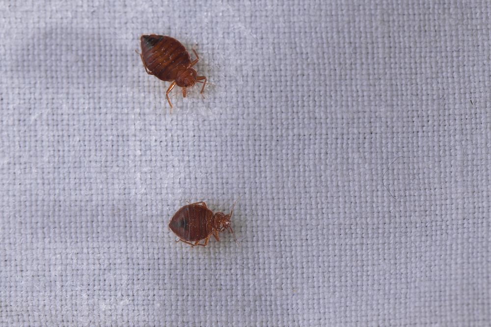 Deux petites punaises de lit brunes sur une surface en tissu gris clair