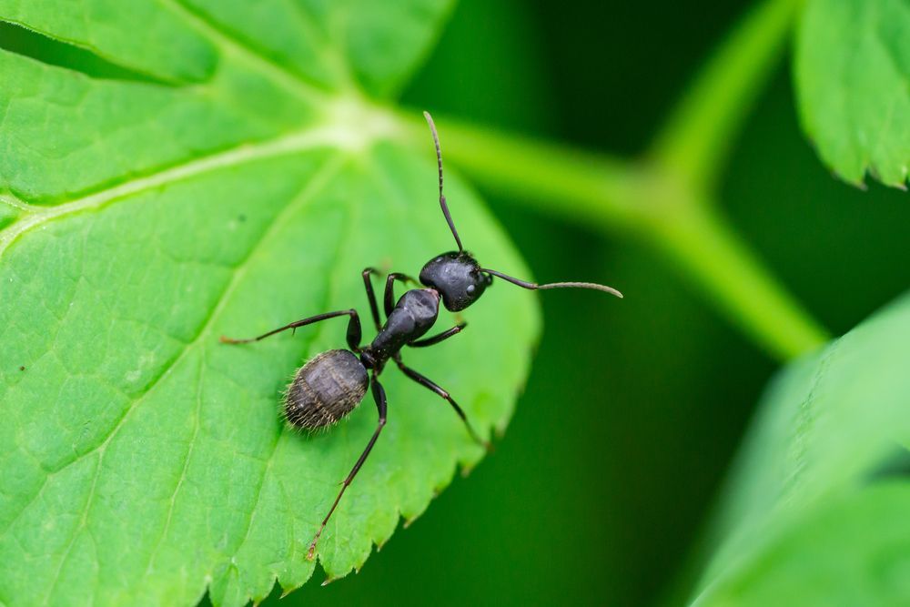 Fourmi noire sur une feuille vert vif (gros plan)