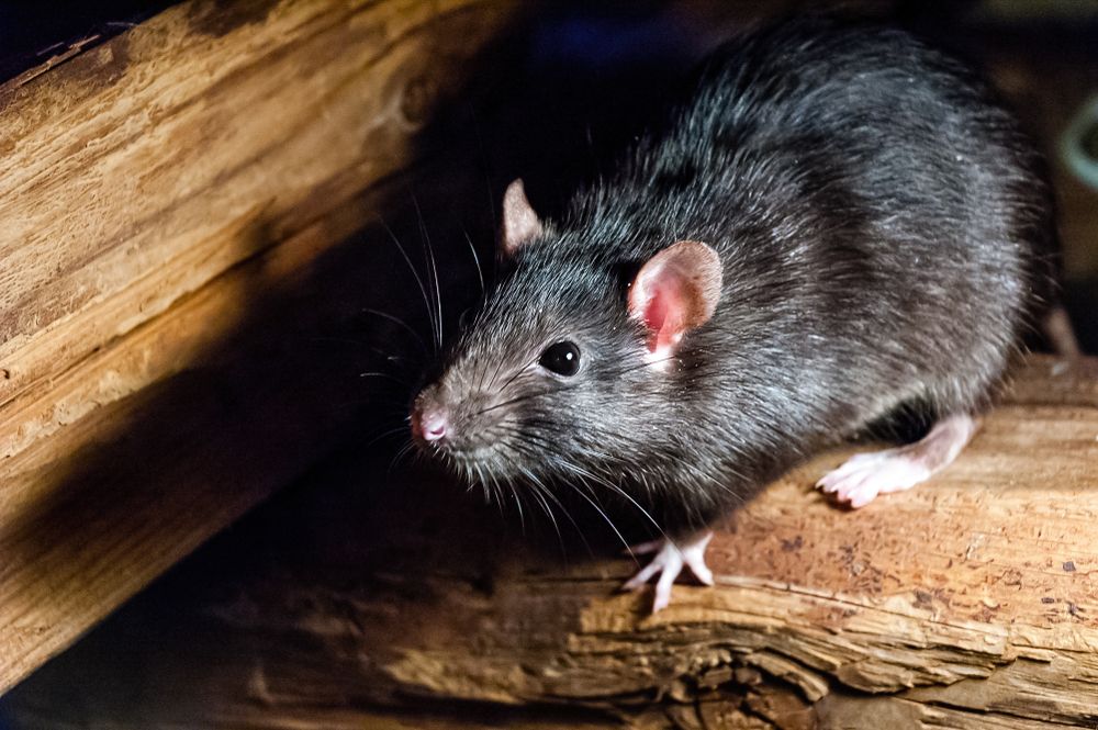 Petit coléoptère brun rougeâtre sur une surface de grain ou de pain pâle et friable, avec un trou à proximité