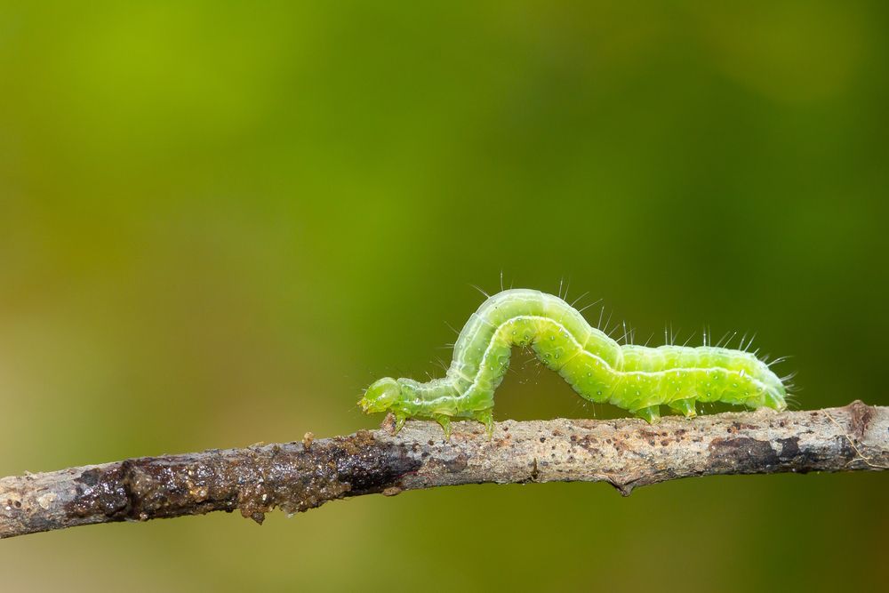 Chenille verte rampant sur une branche sur fond vert flou