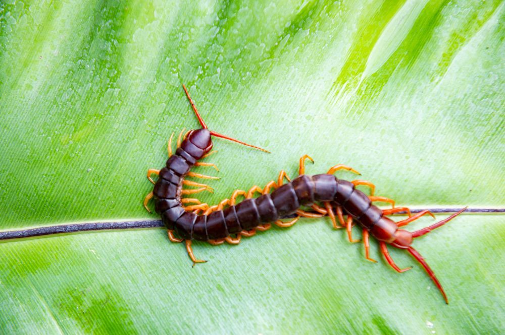 Mille-pattes noir et orange rampant sur une feuille verte