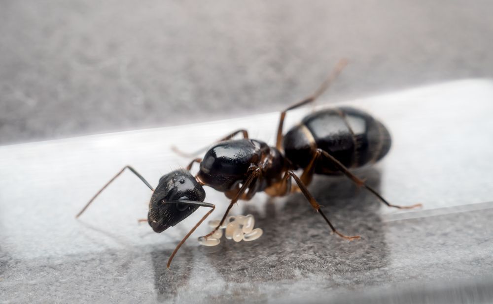 Fourmi noire transportant un grain blanc sur une surface grise