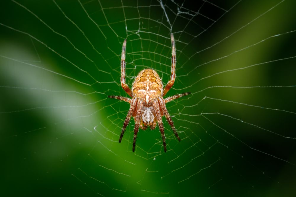 Araignée orange sur sa toile sur fond vert flou
