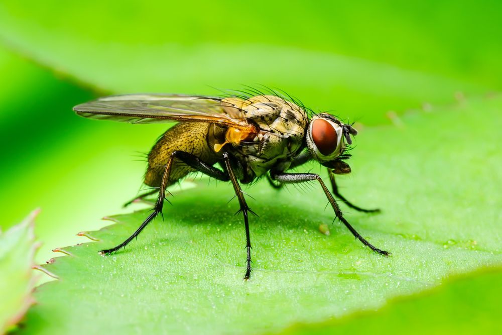 Gros plan d'une mouche domestique sur une feuille vert vif, vue de profil.