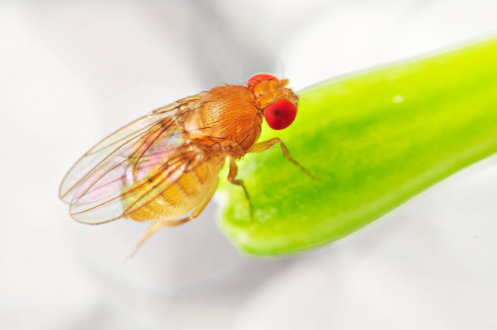 Une petite mouche des fruits aux yeux rouges, perchée sur le bout d'une feuille vert vif.