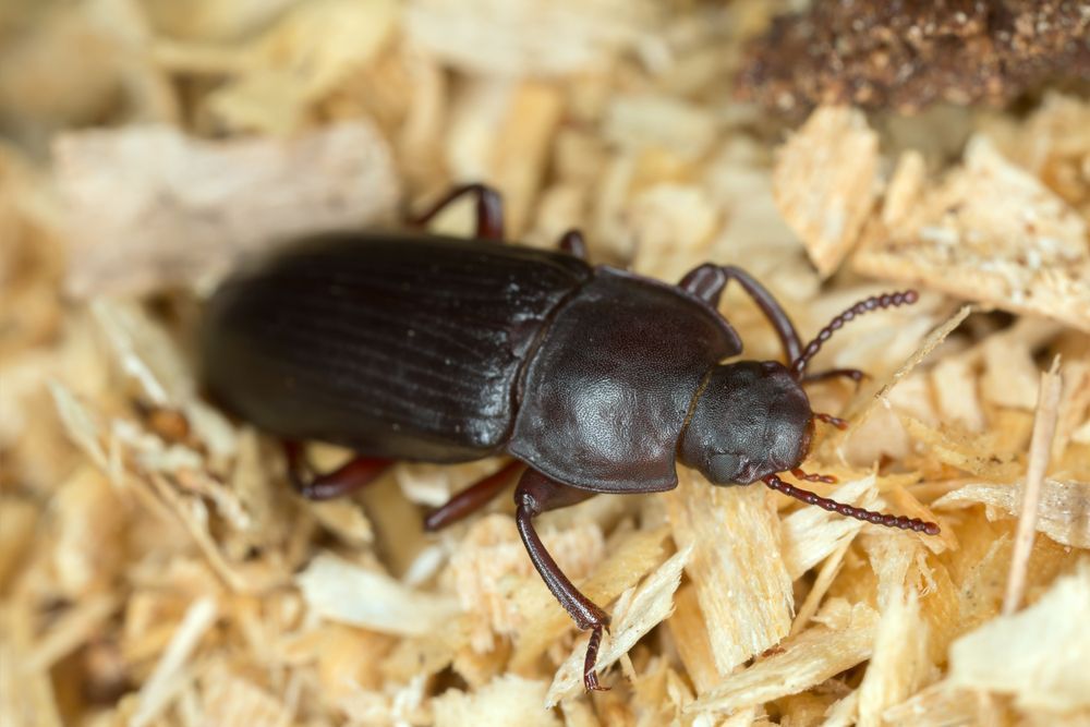 Coléoptère brun foncé sur des copeaux de bois, vu en gros plan.