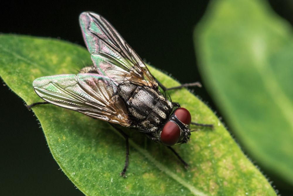 Gros plan d'une mouche domestique aux yeux rouges posée sur une feuille verte