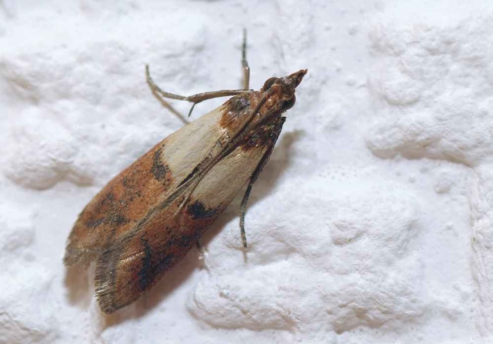 Petit papillon brun posé sur une surface blanche texturée