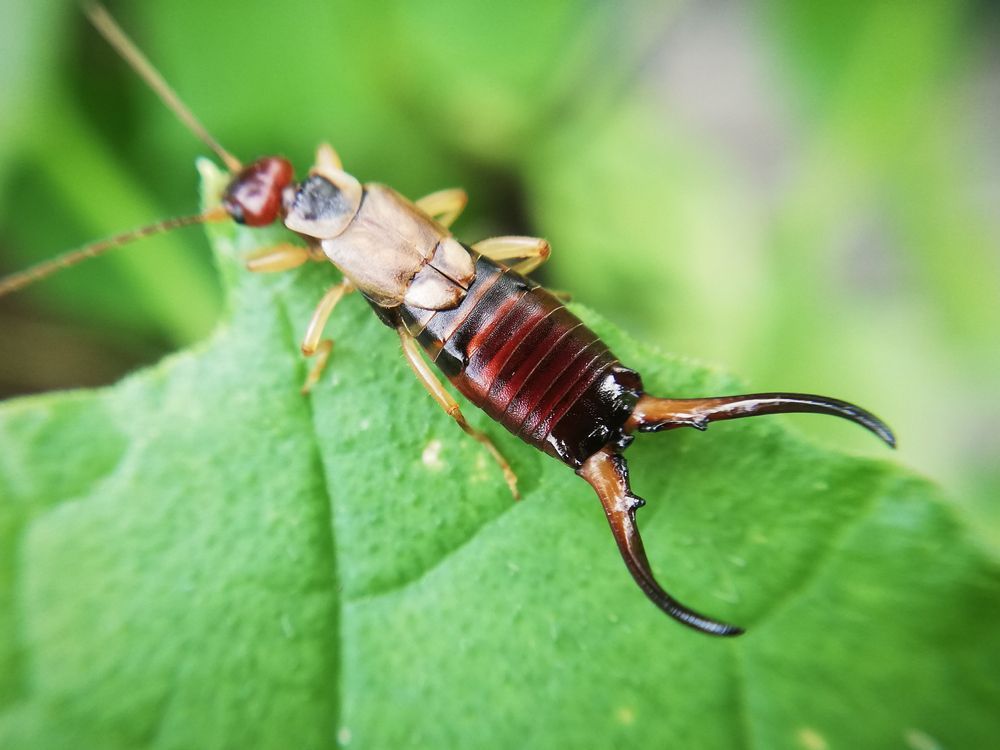 Gros plan d'un perce-oreille sur une feuille verte, avec des pinces sombres et recourbées et un corps brun rougeâtre.