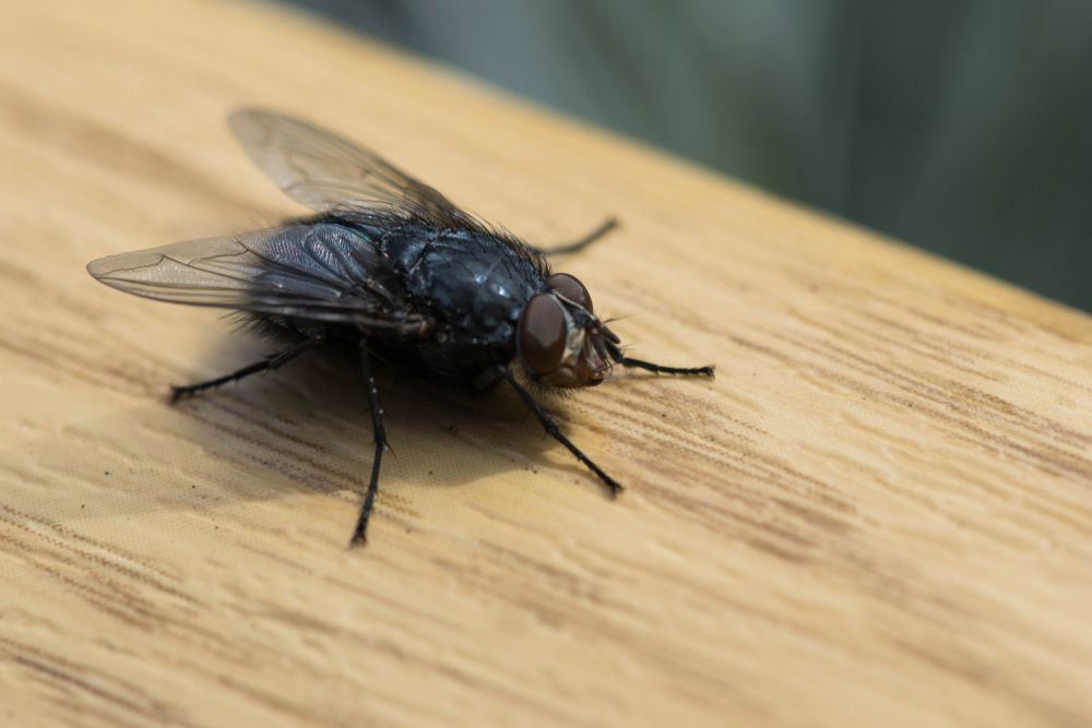 Gros plan d'une mouche noire sur une surface en bois