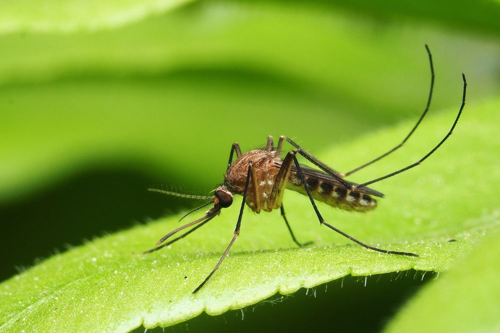 Moustique posé sur une feuille verte, gros plan sur fond vert flou.