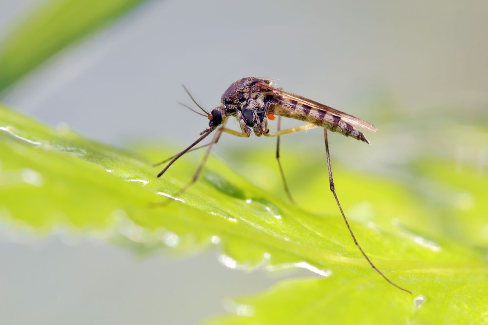 Moustique posé sur une feuille vert vif, vue de profil avec arrière-plan flou