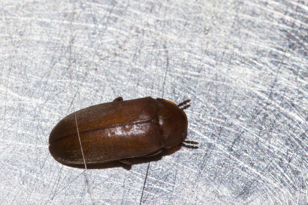 Petit coléoptère brun sur une surface texturée gris clair