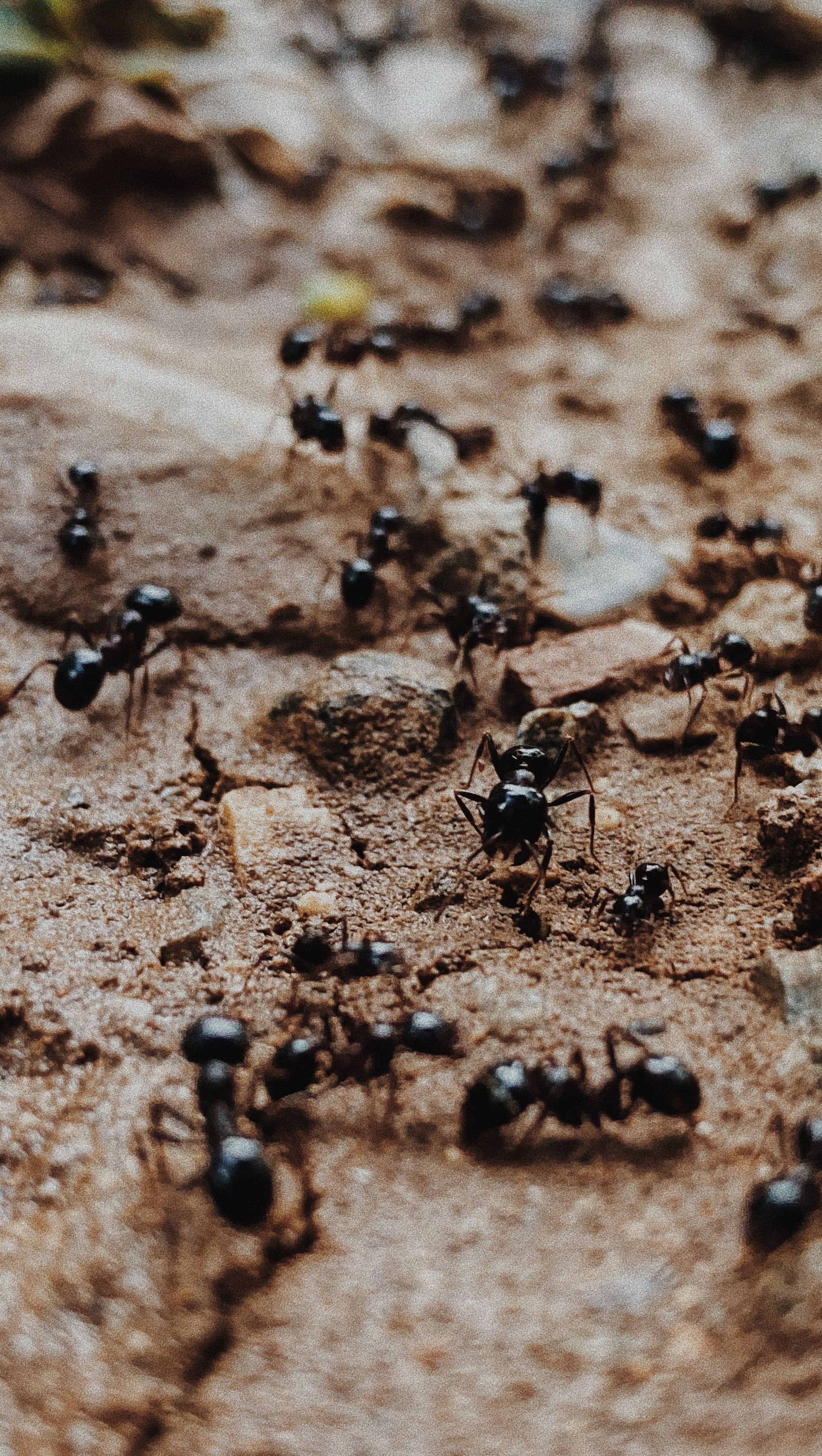 Petit coléoptère brun rougeâtre sur une surface de grain ou de pain pâle et friable, avec un trou à proximité