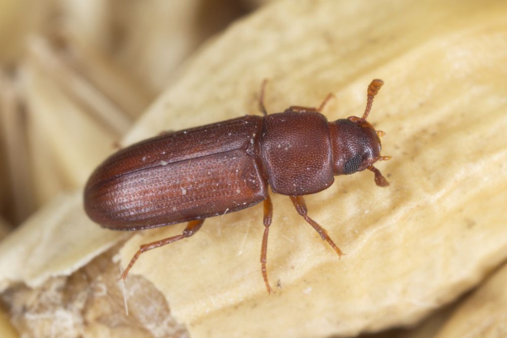 Coléoptère brun sur une surface en bois clair, gros plan