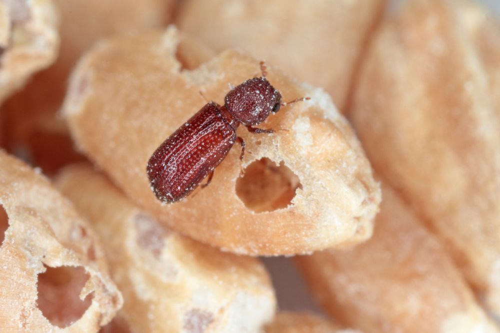 Petit coléoptère brun rougeâtre sur une surface de grain ou de pain pâle et friable, avec un trou à proximité