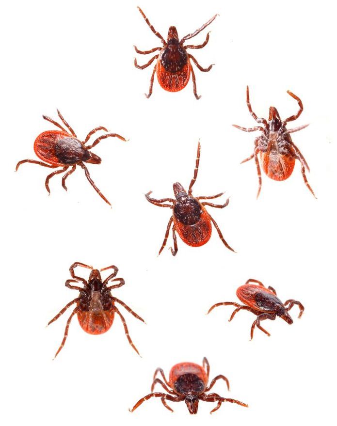 Gros plan d'un coléoptère brun foncé aux pattes orange sur fond blanc