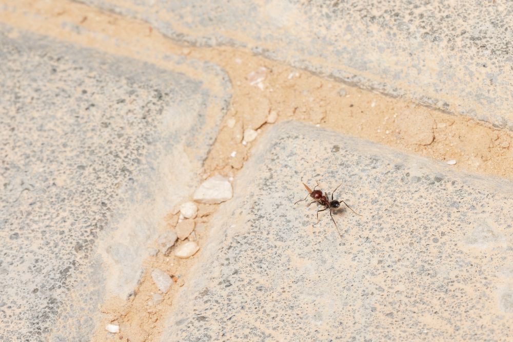 Petit coléoptère brun rougeâtre sur une surface de grain ou de pain pâle et friable, avec un trou à proximité