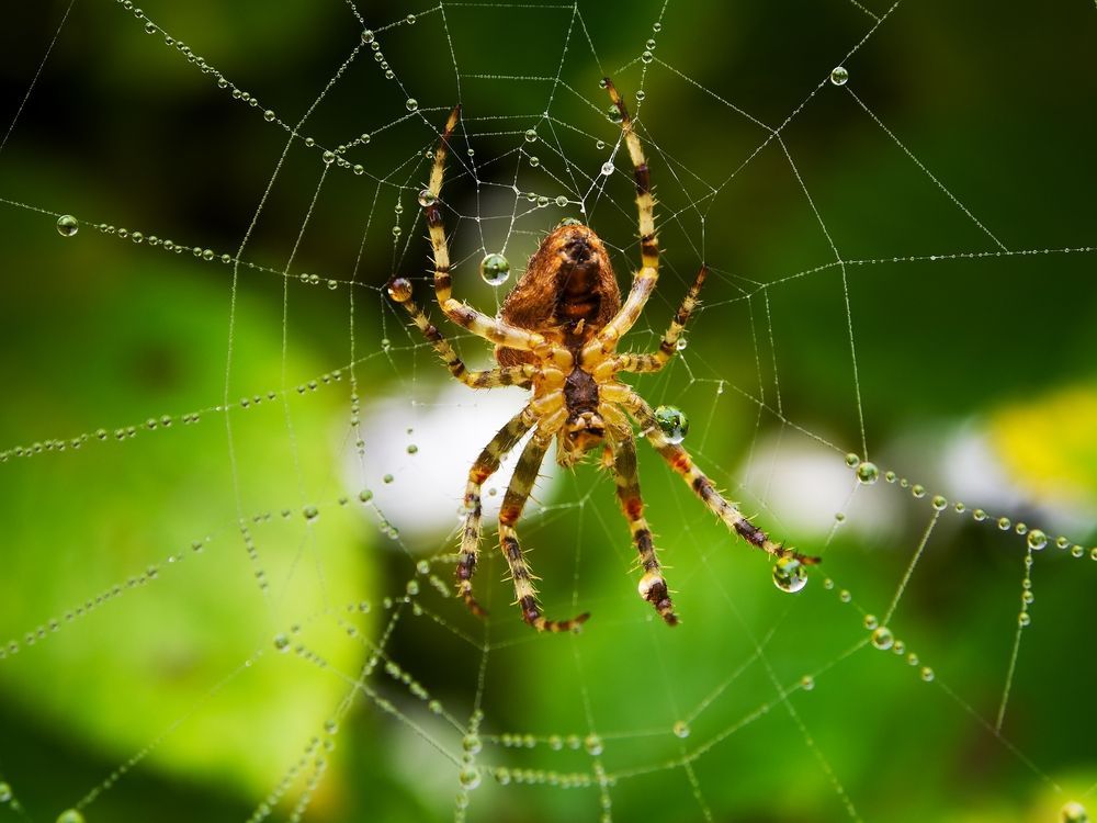 Petit coléoptère brun rougeâtre sur une surface de grain ou de pain pâle et friable, avec un trou à proximité