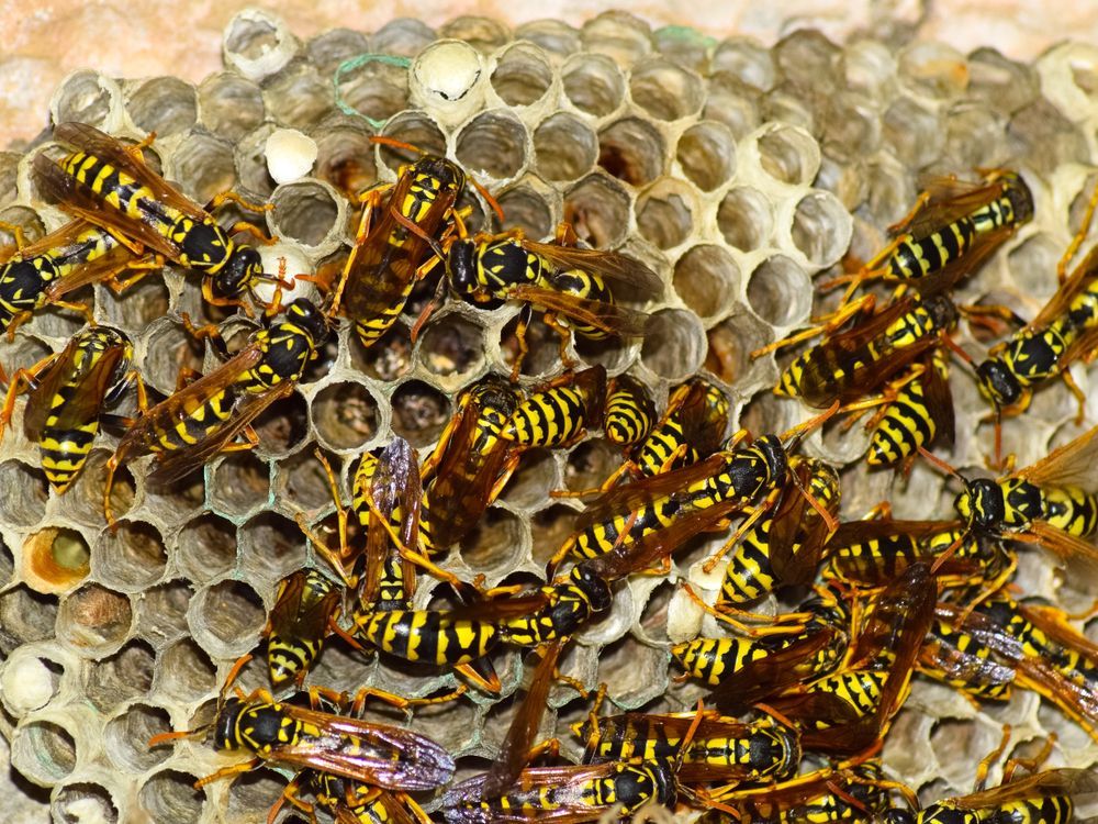 Groupe de guêpes jaunes et noires sur une structure de nid en nid d'abeille