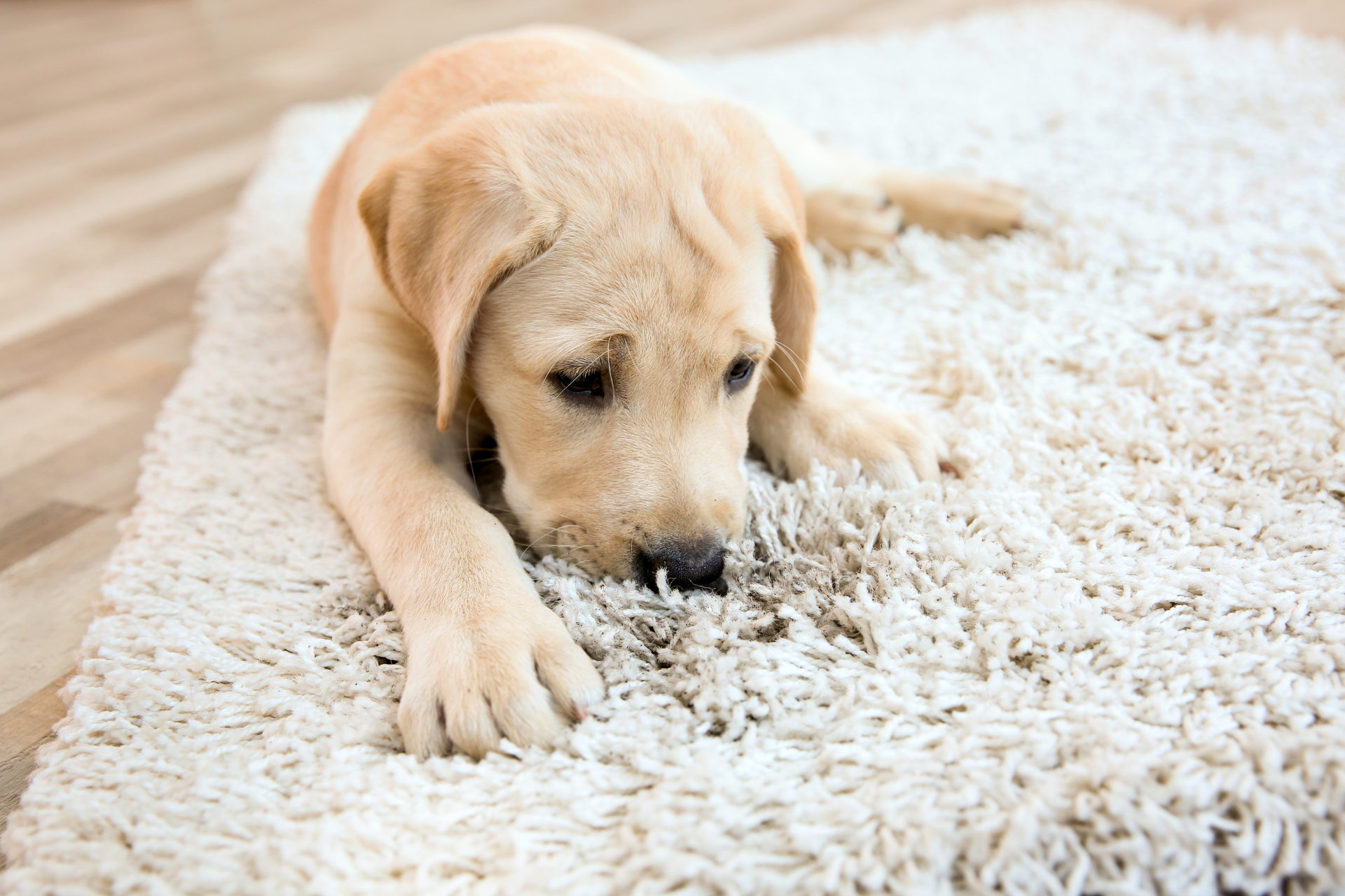 Golden retriever puppy lying on a white rug, looking down with its paws stretched out