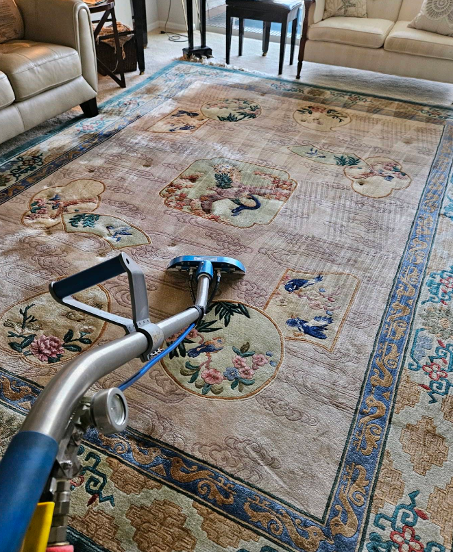Blue rug being cleaned with a carpet extractor in a living room with beige sofas.