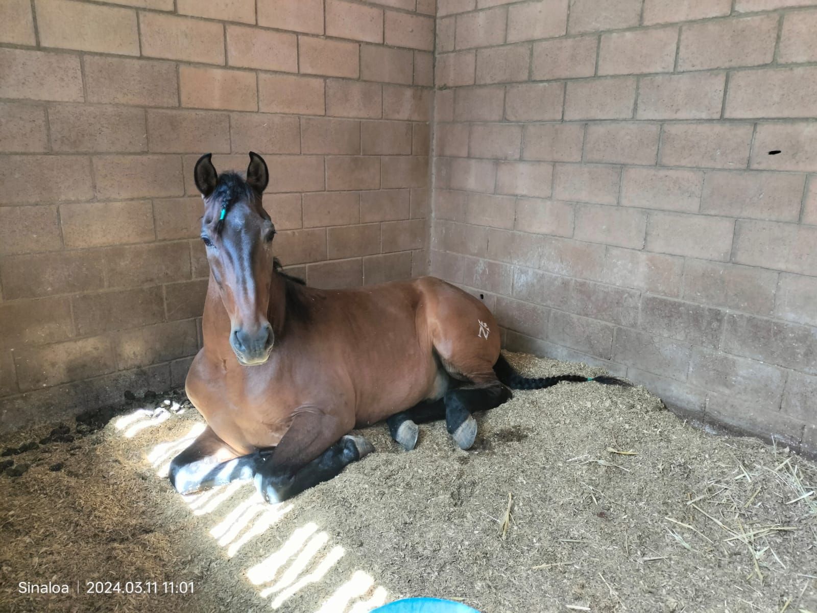 Pensión para caballos