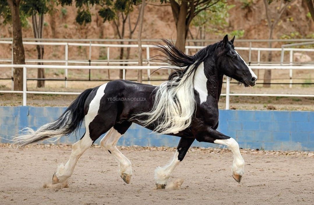 Venta de caballos y mulares