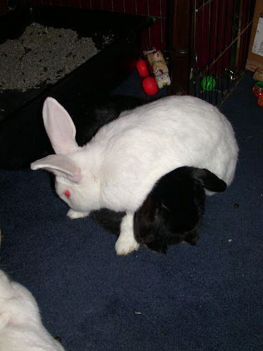 White rabbit on top of a black rabbit on a dark carpet indoors