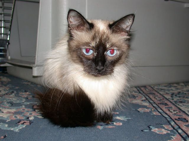 Fluffy Siamese cat with blue eyes sitting on a patterned rug indoors